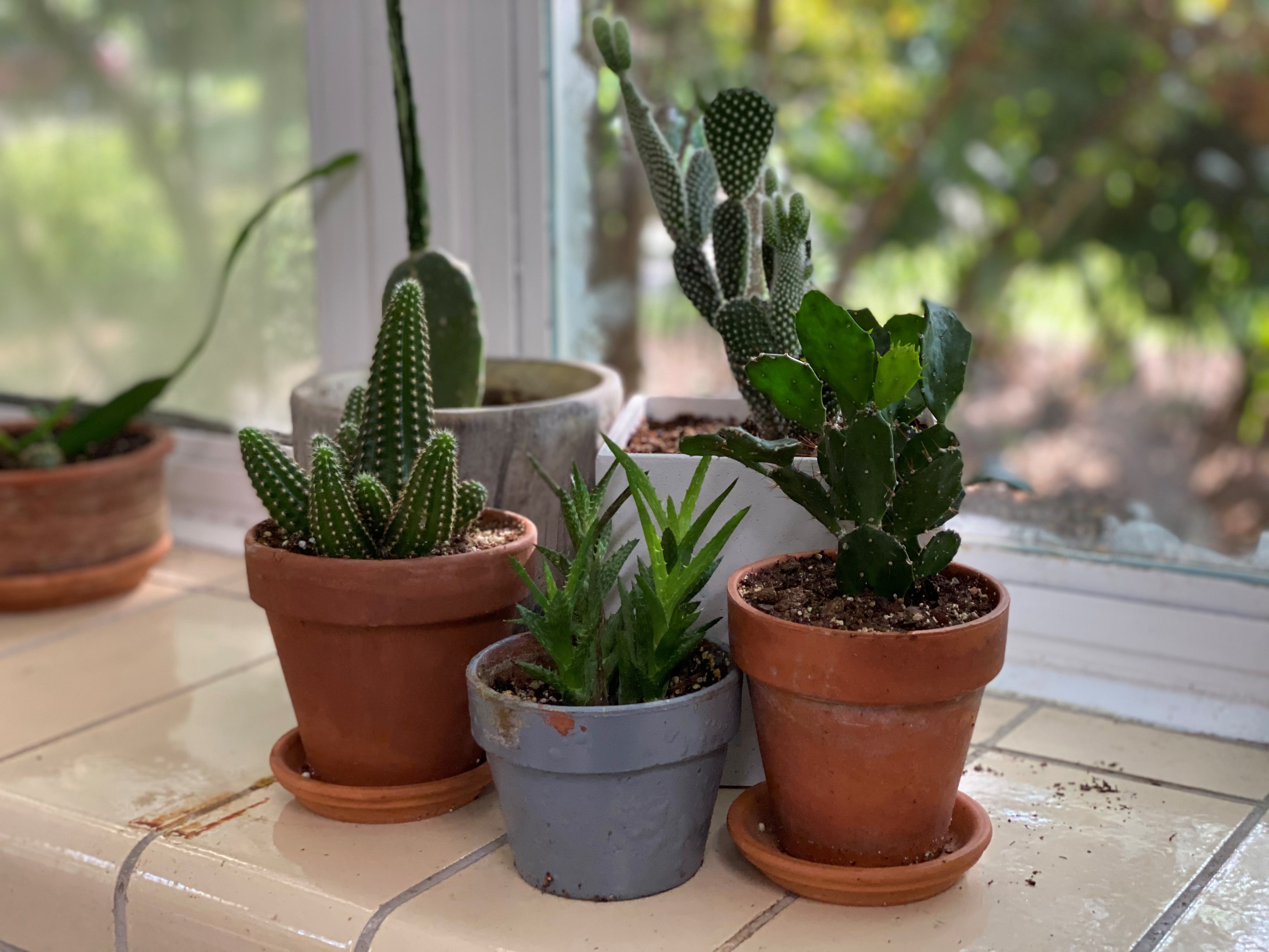 How to be succulent savvy